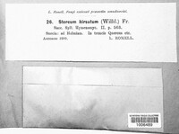 Stereum hirsutum image